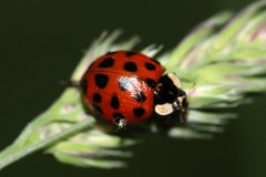 Harmonia axyridis