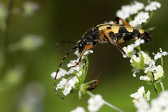 Rutpela maculata