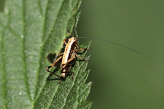 Pholidoptera griseoaptera