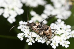 Judolia cerambyciformis