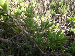 Delosperma uncinatum