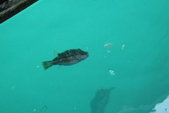 Canthigaster rivulata