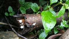 Fungi
