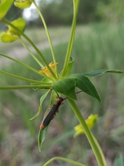 Oberea erythrocephala