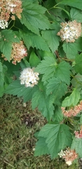 Physocarpus capitatus