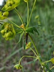 Oberea erythrocephala