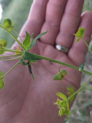 Oberea erythrocephala