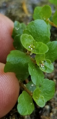 American golden saxifrage