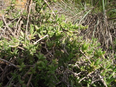 Delosperma uncinatum