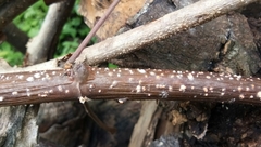 Fungi