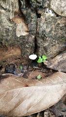 Fungi