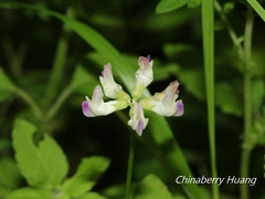 Astragalus nokoensis