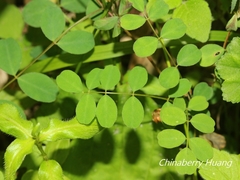 Astragalus nokoensis