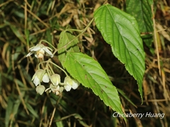 Rubus kawakamii