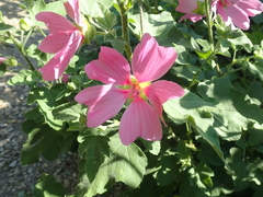 Alcea pallida