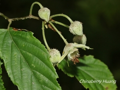 Rubus kawakamii