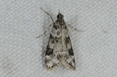 Eudonia delunella