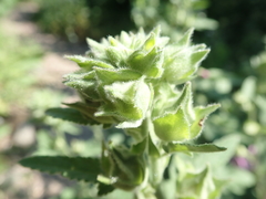 Alcea pallida