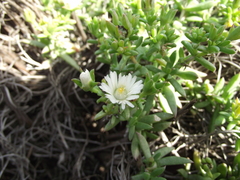 Delosperma uncinatum