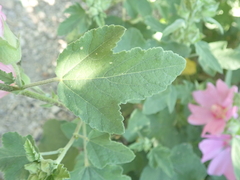 Alcea pallida