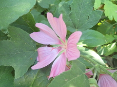Alcea pallida