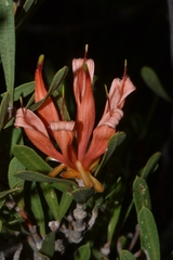Lambertia multiflora multiflora