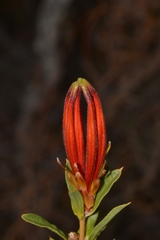 Lambertia multiflora multiflora