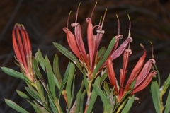 Lambertia multiflora multiflora