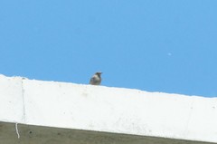 Phoenicurus ochruros gibraltariensis