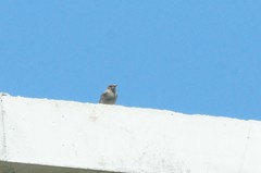 Phoenicurus ochruros gibraltariensis
