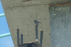 Phoenicurus ochruros gibraltariensis