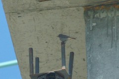 Phoenicurus ochruros gibraltariensis