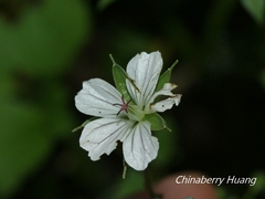 Geranium wilfordii