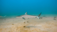Carcharhinus obscurus