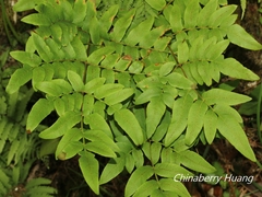 Osmunda japonica
