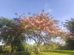 Cassia javanica nodosa