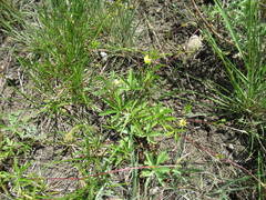 Potentilla flagellaris