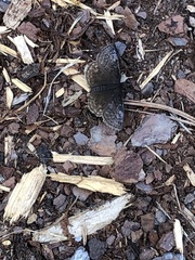 Erynnis icelus