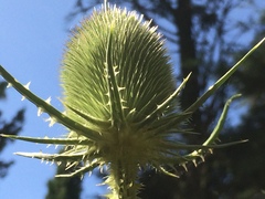 Dipsacus comosus