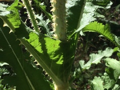 Dipsacus comosus