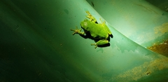 Hyla japonica