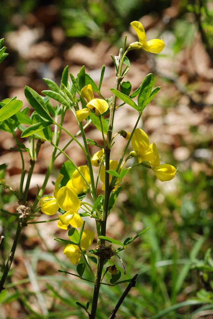 Cytisus emeriflorus