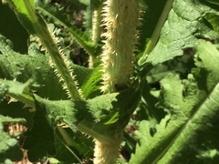 Dipsacus comosus