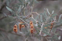Acacia victoriae