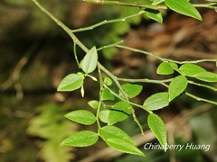 Vaccinium japonicum lasiostemon