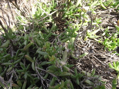 Delosperma uncinatum