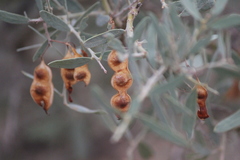 Acacia victoriae