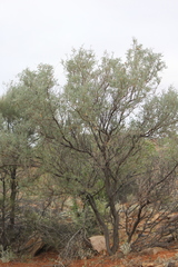 Acacia victoriae