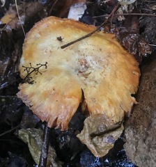 Gymnopilus palmicola