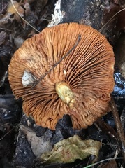 Gymnopilus palmicola